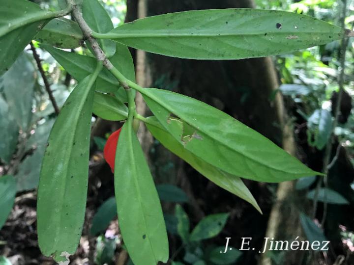 Hillia triflora (Tres flores)