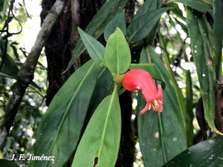 Hillia triflora (Tres flores)