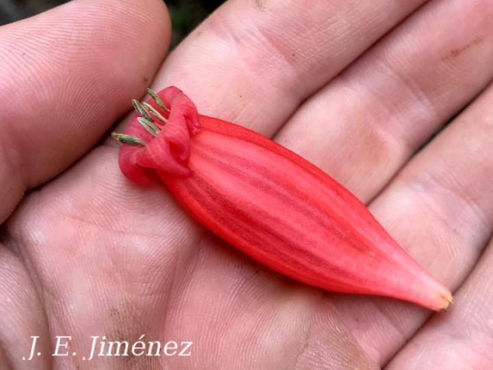 Hillia triflora (Tres flores)