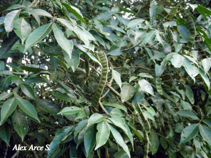 Inga punctata (Cuajiniquil)