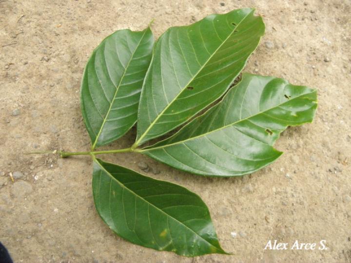 Inga punctata (Cuajiniquil)