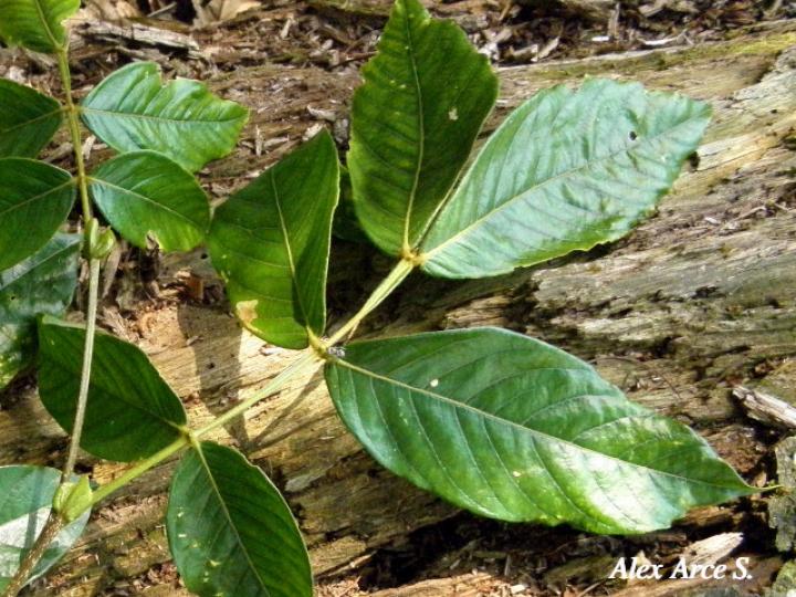 Inga sapindoides (Guabo cuadrado)