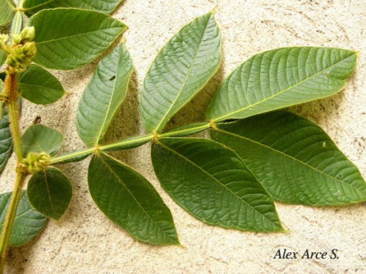 Inga tonduzii (Guaba amarilla)