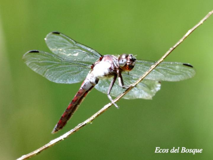 Libellula herculea ( Rayadora hercúlea)