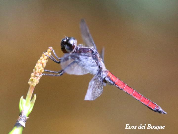 Libellula herculea ( Rayadora hercúlea)