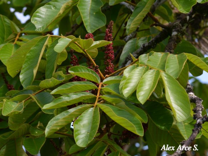 Lonchocarpus ferrugineus (Comenegro, Pava)