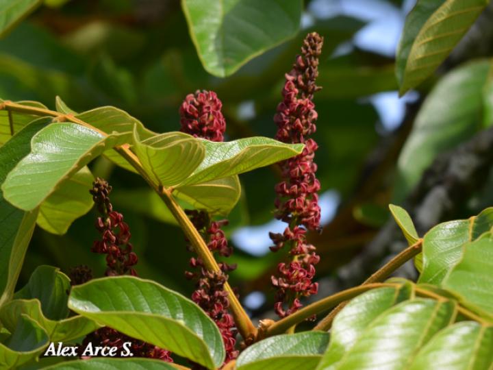Lonchocarpus ferrugineus (Comenegro, Pava)
