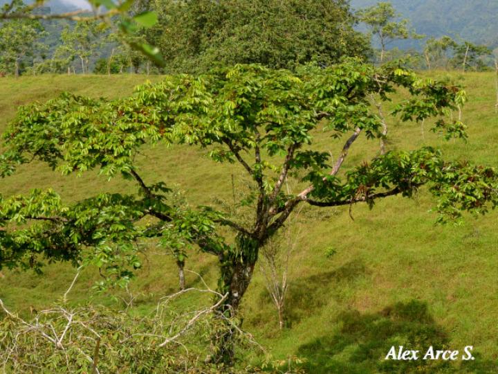 Lonchocarpus ferrugineus (Comenegro, Pava)