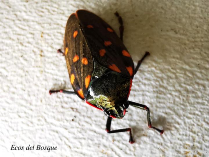 Mahanarva costaricensis (Salivazo)