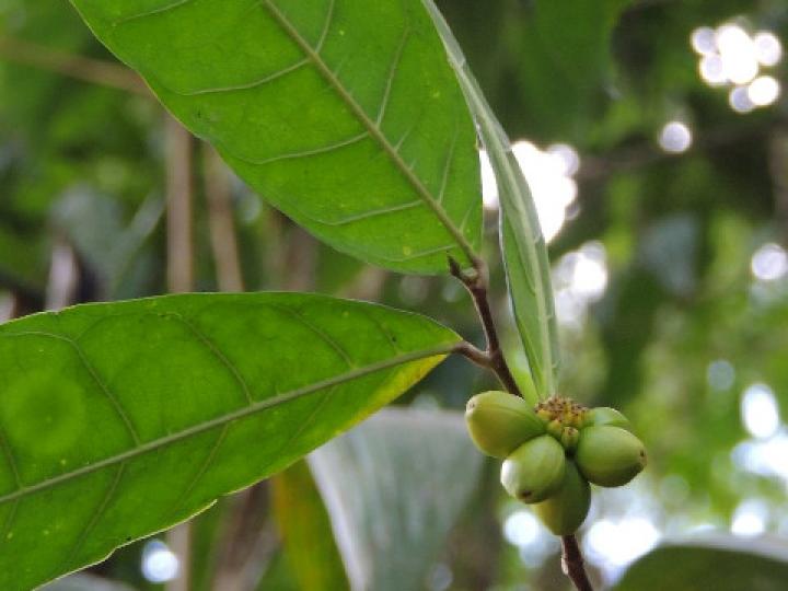 Maquira guianensis (Manglillo)