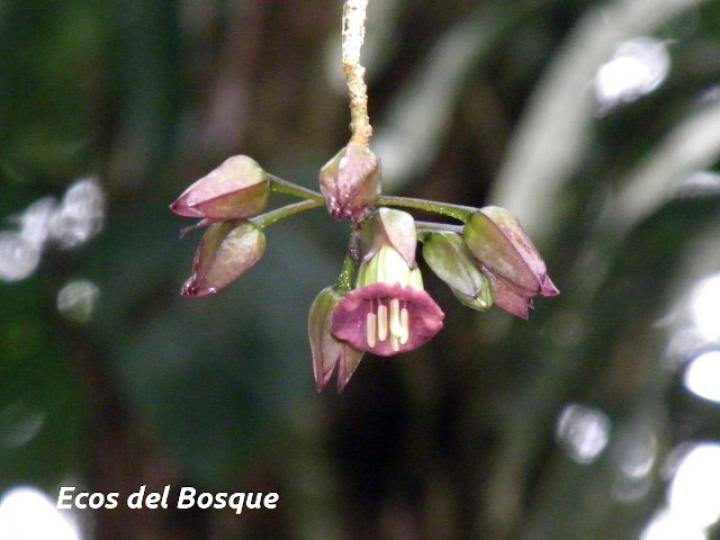 Merinthopodium neuranthum