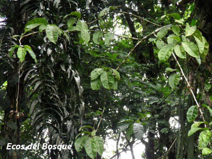Merinthopodium neuranthum