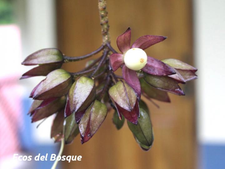 Merinthopodium neuranthum