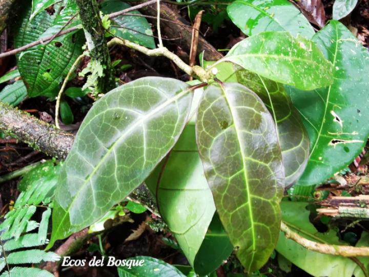 Merinthopodium neuranthum