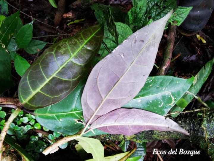 Merinthopodium neuranthum