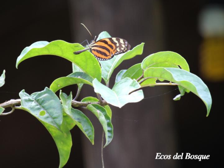 Merinthopodium neuranthum