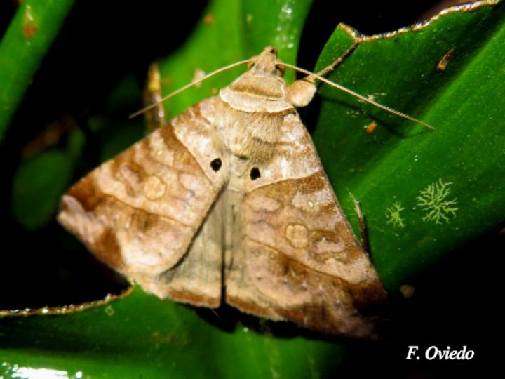 Mocis marcida (Moci marchito)