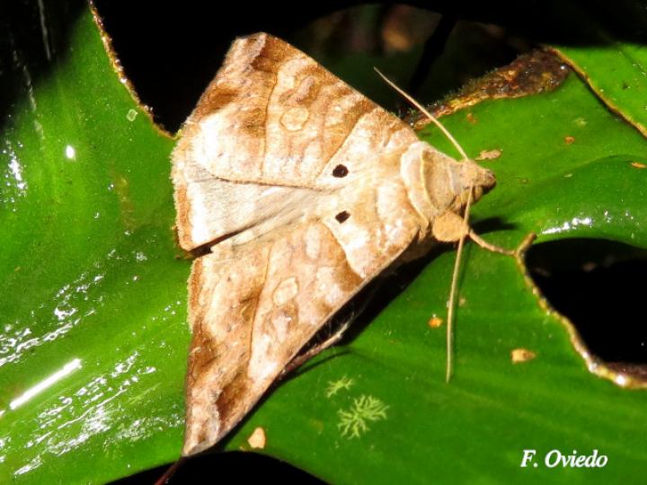 Mocis marcida (Moci marchito)