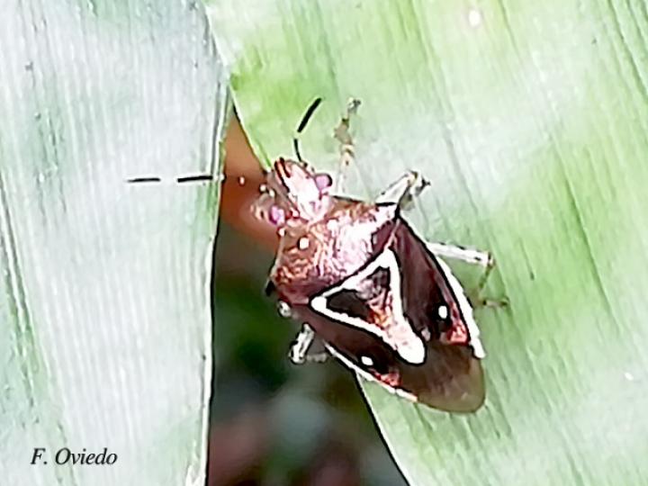 Mormidea pictiventris (Chinche apestosa)