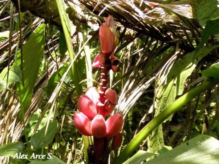Musa velutina (Plátano rosa)