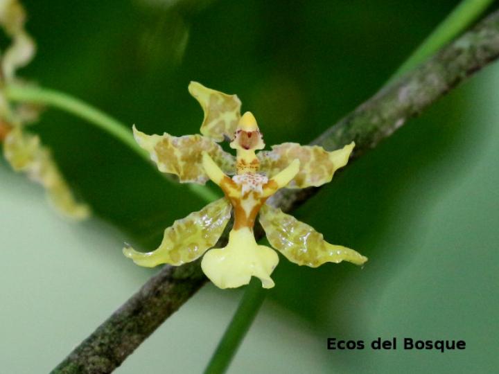 Oncidium stenotis (Lluvia de oro)