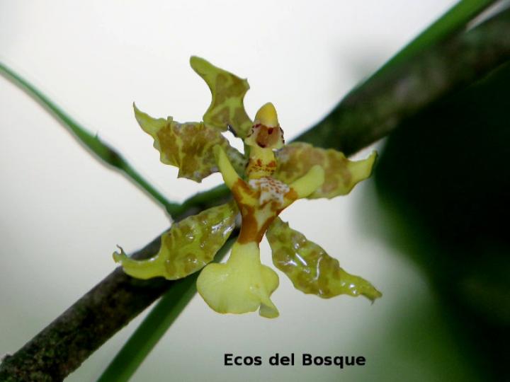 Oncidium stenotis (Lluvia de oro)