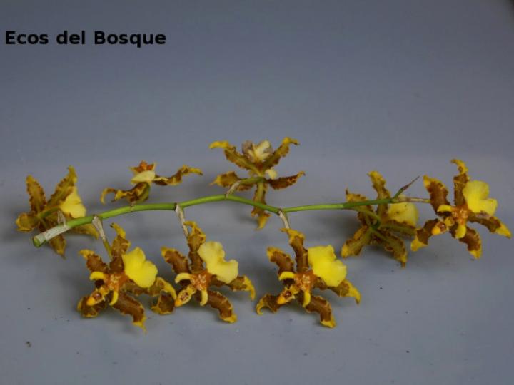 Oncidium stenotis (Lluvia de oro)