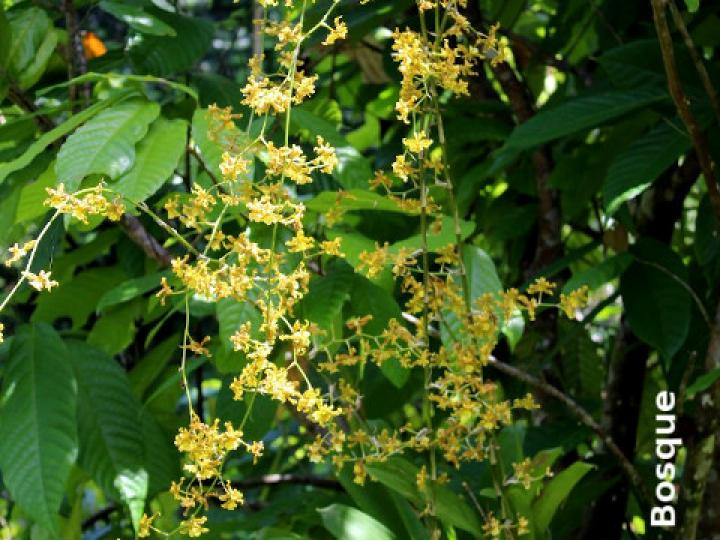 Oncidium stenotis (Lluvia de oro)