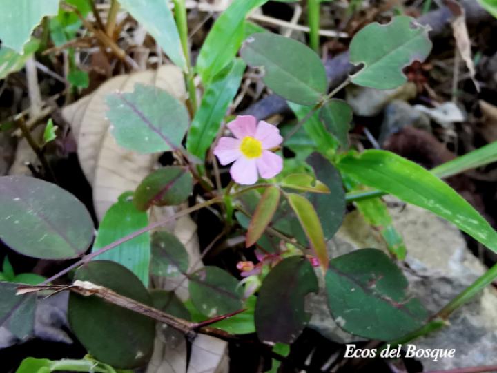 Oxalis barrelieri