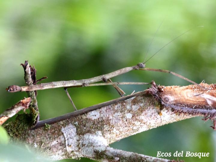 Phanocles costaricensis (Juan palo) hembra