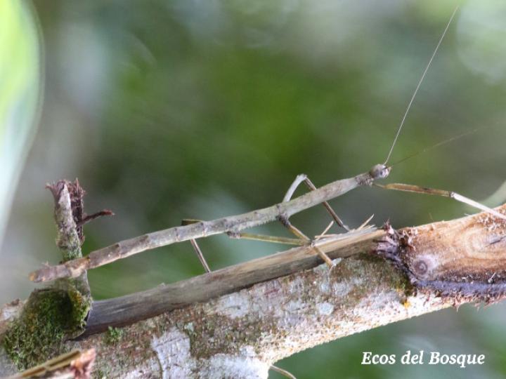 Phanocles costaricensis (Juan palo) hembra