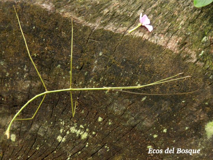 Phanocles costaricensis (Juan palo) macho