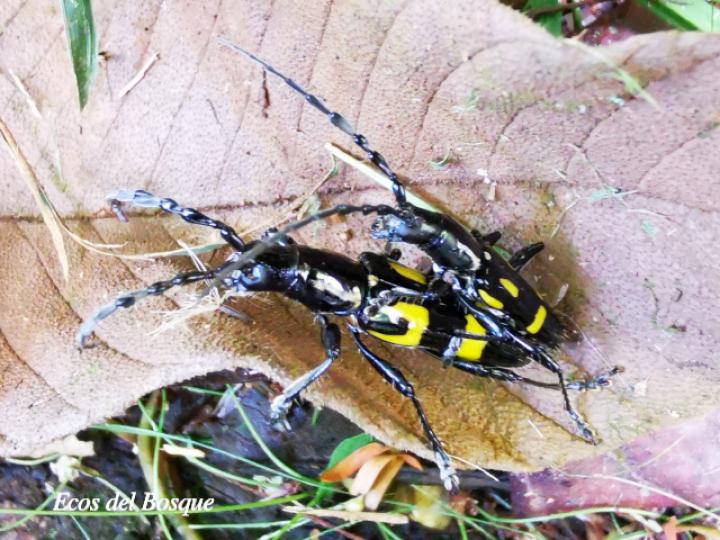 Platyarthron chilense