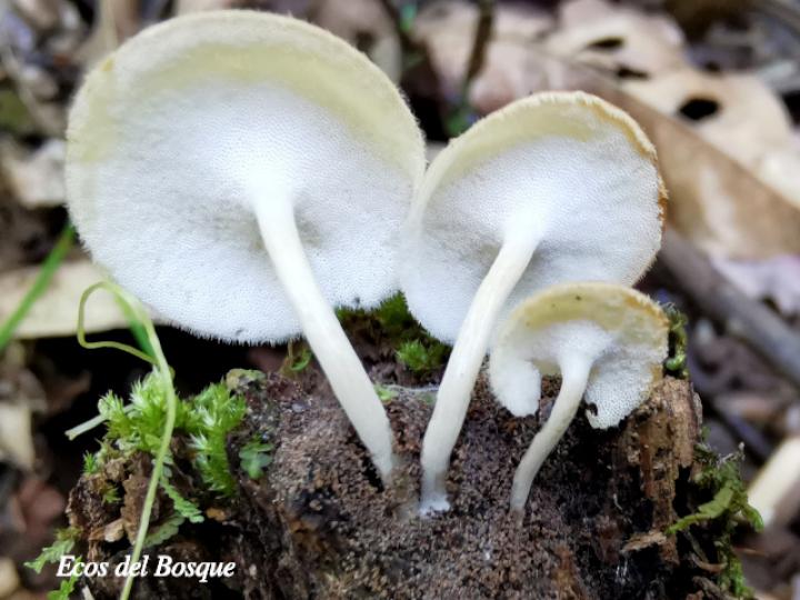 Polyporus tricoloma