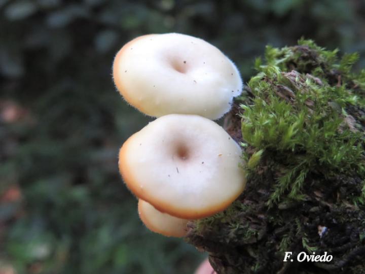 Polyporus tricoloma