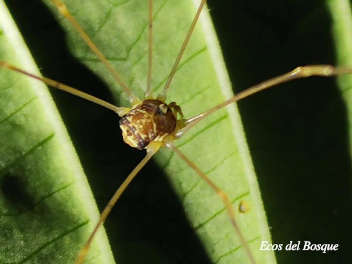 Prionostemma sp02 (Patones)