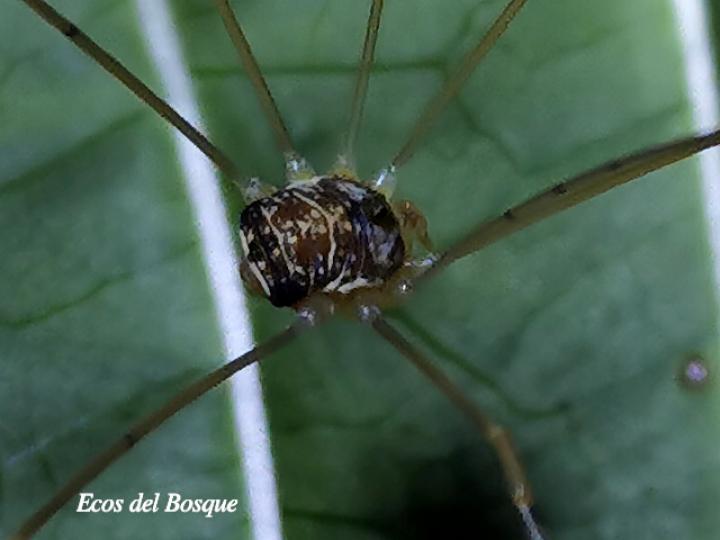 Prionostemma sp02 (Patones)
