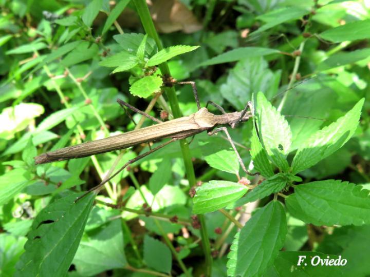 Pseudophasma unicolor (Juan palo)