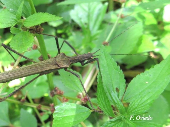 Pseudophasma unicolor (Juan palo)