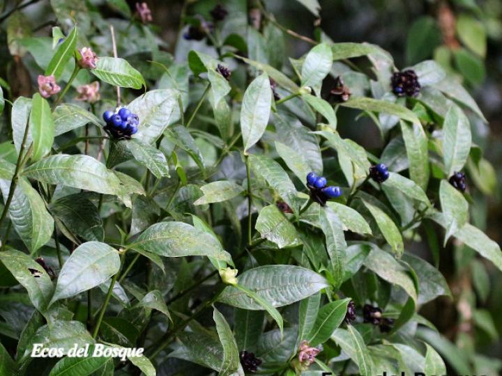 Psychotria glomerulata