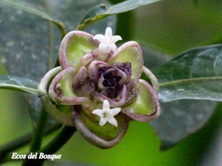 Psychotria glomerulata