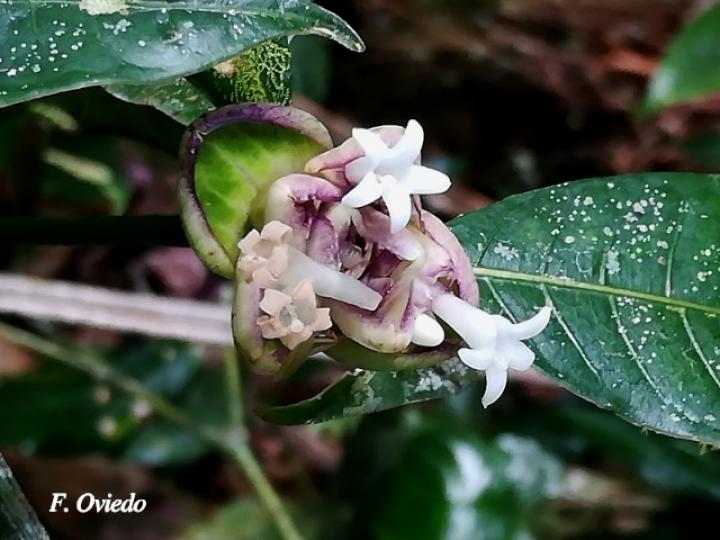 Psychotria glomerulata
