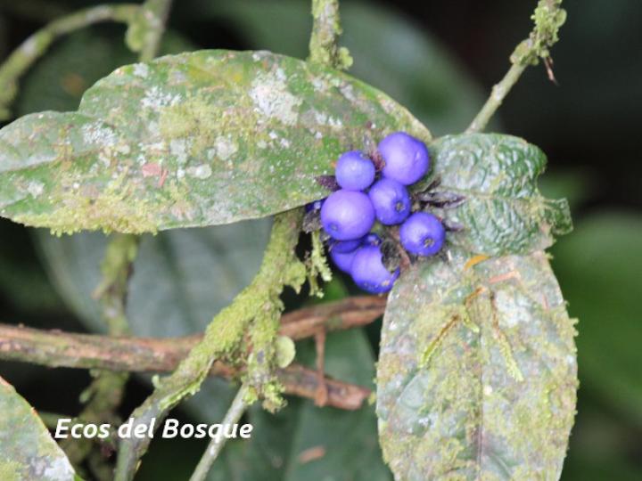 Psychotria suerrensis