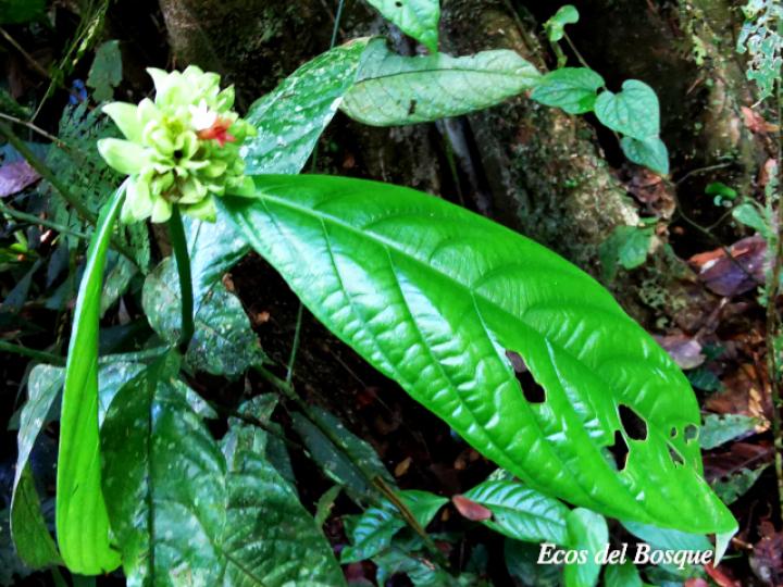 Psychotria suerrensis