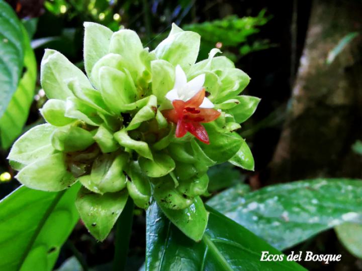 Psychotria suerrensis