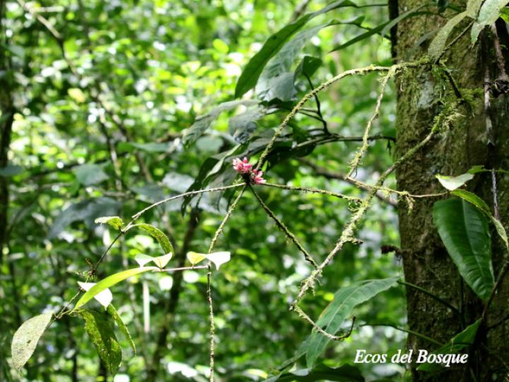 Schlegelia fastigiata