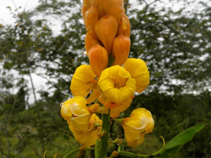 Senna reticulata (Saragundí)