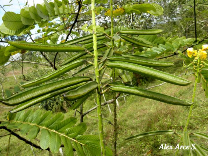 Senna reticulata (Saragundí)