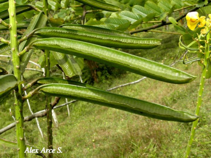 Senna reticulata (Saragundí)