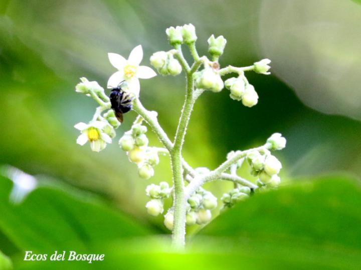 Solanum rugosum Solanum rugosum